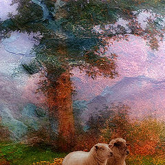 photo "Victorian Sheep"