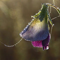 photo "Small bell...:)"