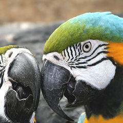 photo "Parrots (Blue Gold Macaw)"