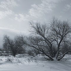 фото "Winter etude"