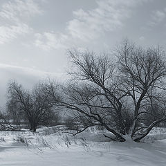 photo "Winter etude"