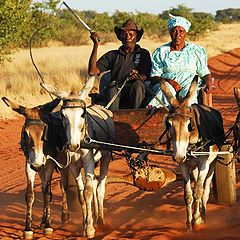 фото "A bit about namibian people and their life"