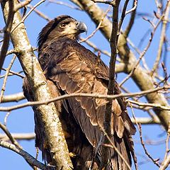 photo "Young Eagle"