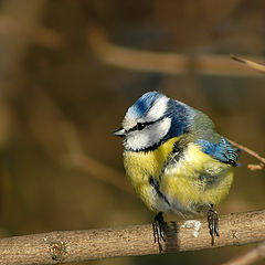 photo "Bluecap (Parus caeruleus)"