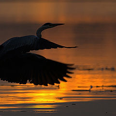 фото "flying"