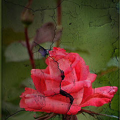 фото "Rose on a wall..."