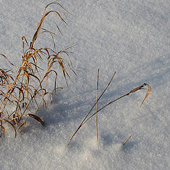 photo "Winter etude"