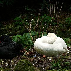 photo "The White and the Beauty"