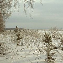 photo "Winter"