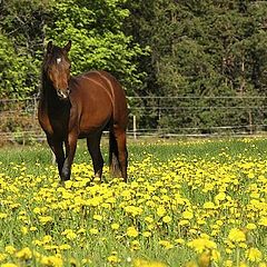 фото "Junetime's Elf Prince (once again!)"