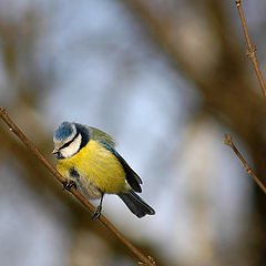 фото "Лазоревка (Parus caeruleus)"