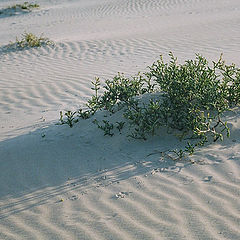 photo "January in our dunes."