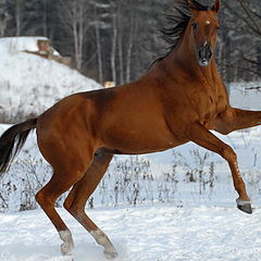 фото "Про лошадь, упавшую с ннеба."