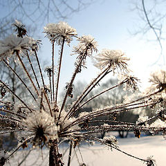 фото "Сухое"