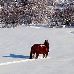 photo "winter day"