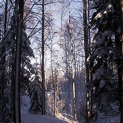 photo "Тени на снегу   Shadows on snow"