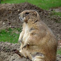 photo "Today "Groundhog Day""