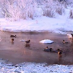 фото "Воднные процедуры на свежем воздухе"