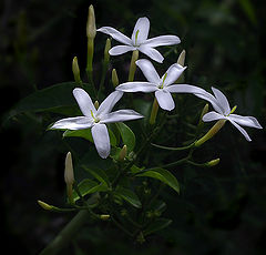 фото "jasmines and moon"