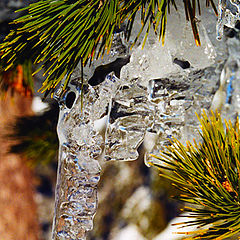 photo "Branch"