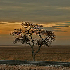 photo "Lonely_Tree"