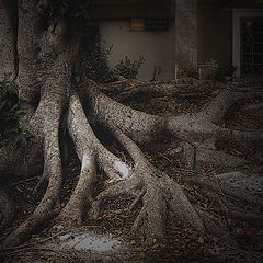 photo "Roots ..."