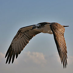 photo "Osprey 01"