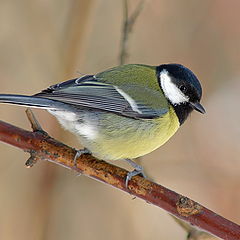 photo "Just a cute tit"