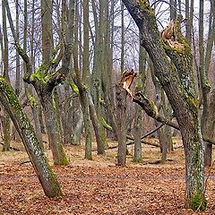 фото "Сказочный лес"