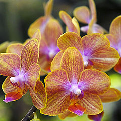 photo "Orchid"