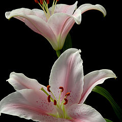 фото "Lilies"