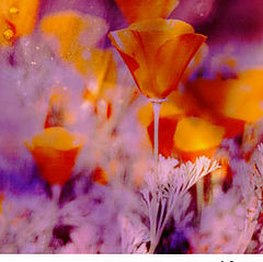 фото "Impression - poppies in the rain"