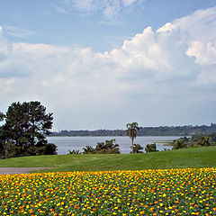 фото "Flowers and clouds"