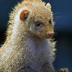 photo "The attentive mongoose"