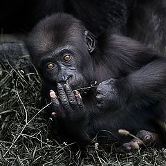 photo "the baby gorilla"