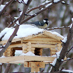 photo "Birds house"