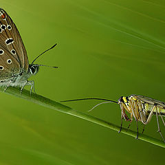 фото "В мире насекомых (2в)"
