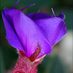 photo "***"