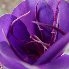 photo "***"
