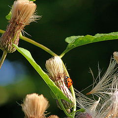 photo "The Universe of a ladybird"