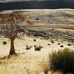 photo "Quiver tree and landscape,, ( Fish river canyon region)"