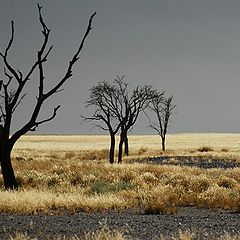 photo "There where begins Namib"