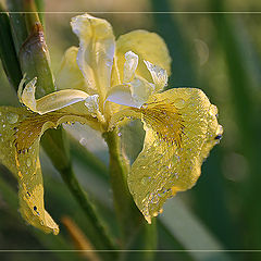 photo "Morning Tears"