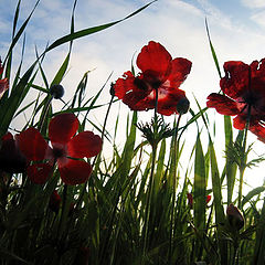 photo "Poppies. A decline."