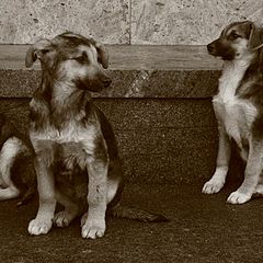 фото "Родные братья"