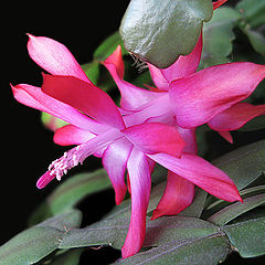 photo "Schlumbergera"