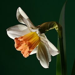 photo "Narcissus"