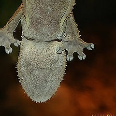 photo "Gecko"