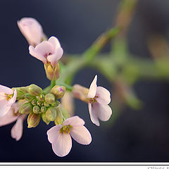 фото "Flower"