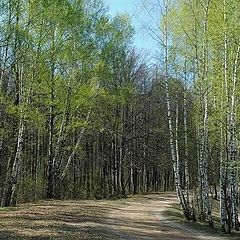 photo "Russian birches ..."